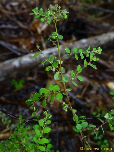 Image of plant Phyllanthus caroliniensis