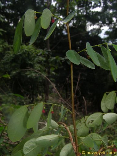 Image of plant Phyllanthus microcarpus