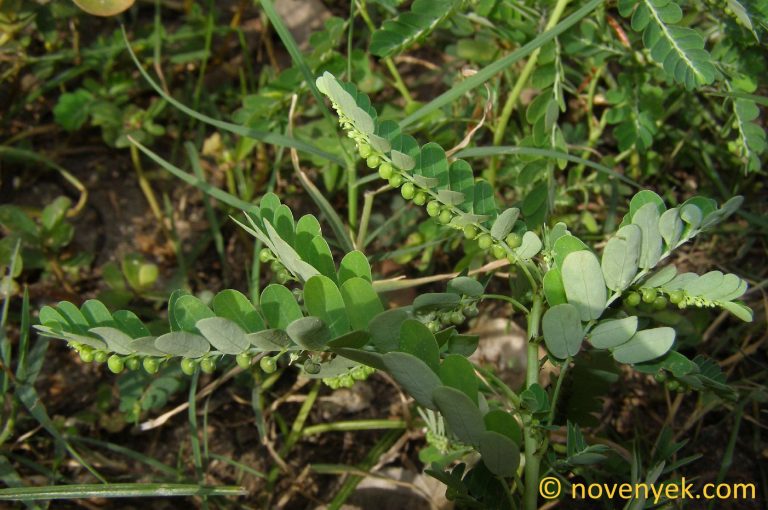 Image of plant Phyllanthus niruri