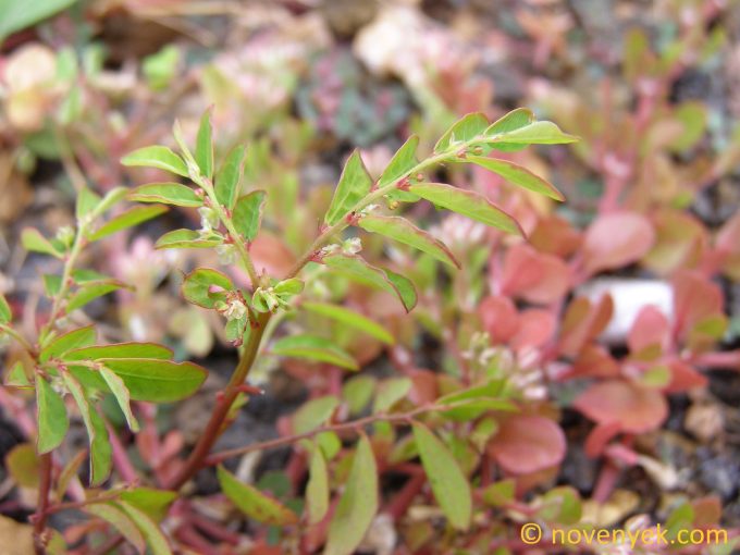 Image of plant Phyllanthus tenellus