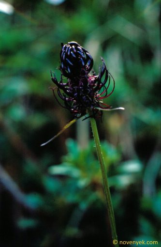 Image of plant Phyteuma nigrum