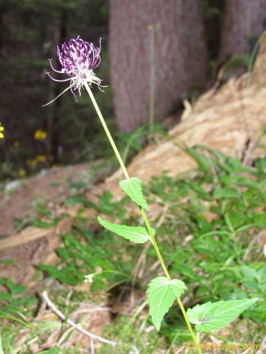 Image of plant Phyteuma ovatum
