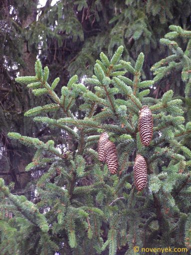 Image of plant Picea abies