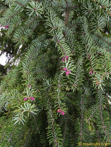 Image of plant Picea omorika