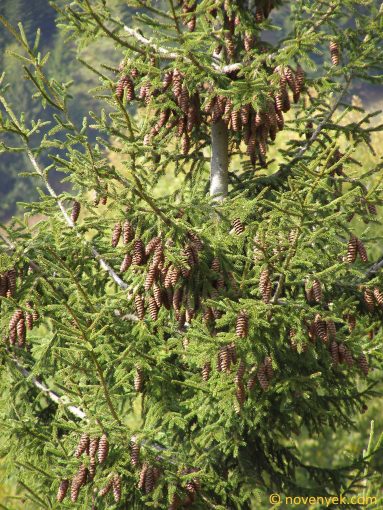 Image of plant Picea orientalis