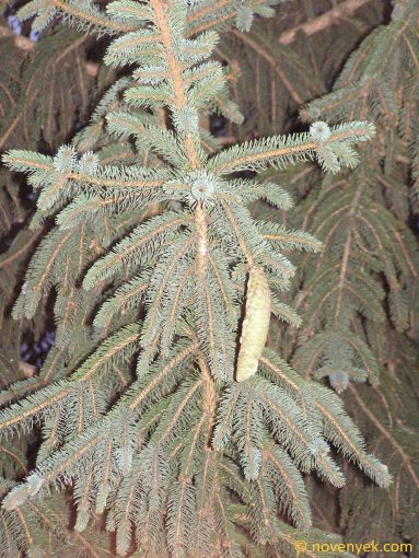 Image of plant Picea pungens