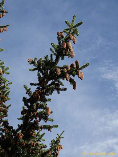 Image of plant Picea sitchensis
