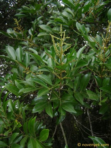 Image of plant Picramnia reticulata