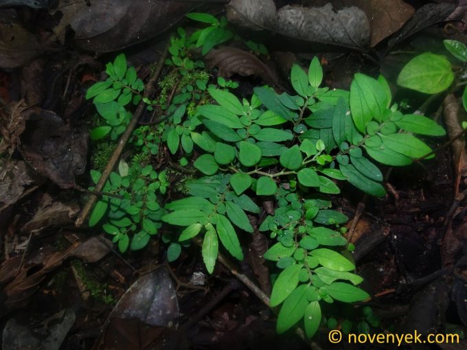 Image of plant Pilea imparifolia