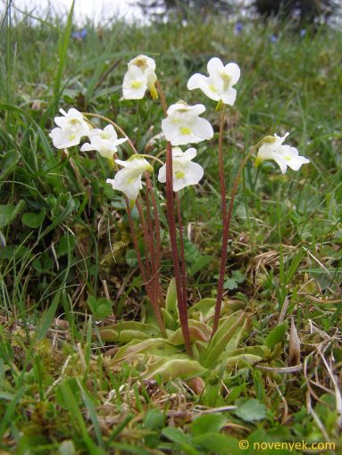 Image of plant Pinguicula alpina