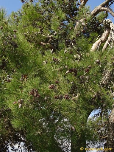 Image of plant Pinus brutia