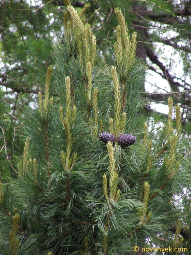 Image of plant Pinus cembra