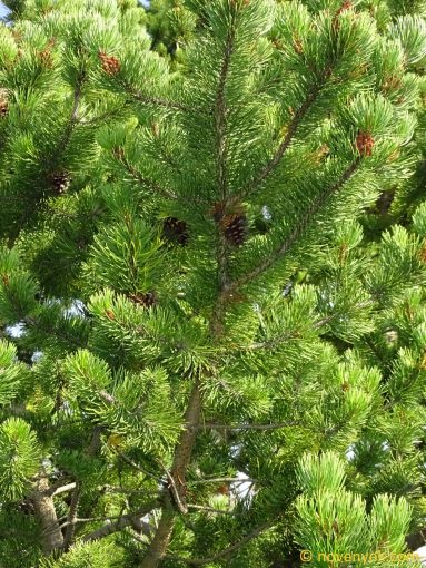 Image of plant Pinus contorta