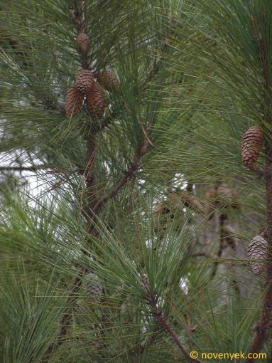 Image of plant Pinus cubensis