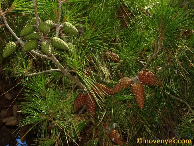 Image of plant Pinus halepensis