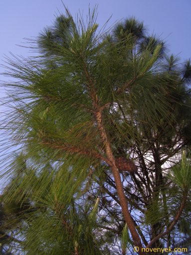 Image of plant Pinus kesiya