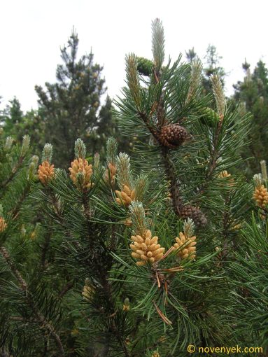 Image of plant Pinus mugo