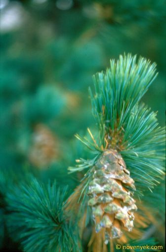 Image of plant Pinus peuce