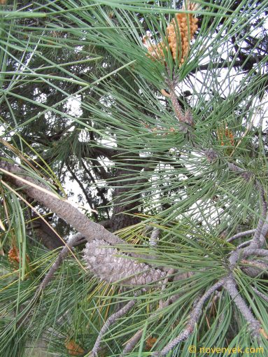 Image of plant Pinus pinaster