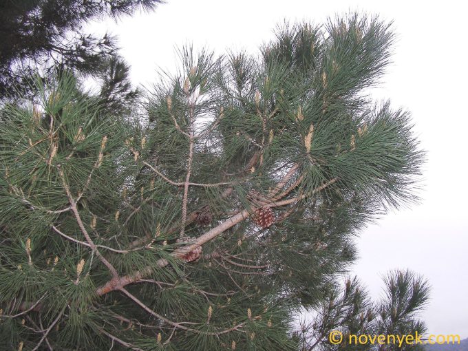 Image of plant Pinus pinea