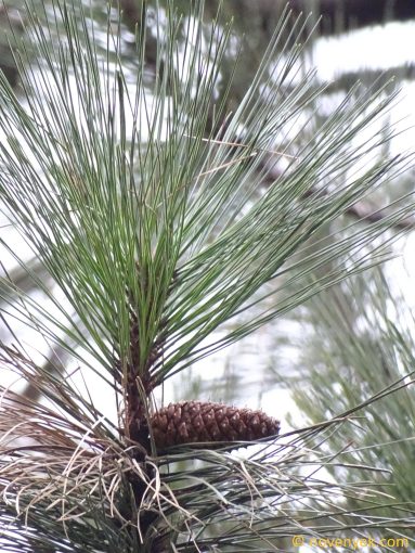 Image of plant Pinus ponderosa