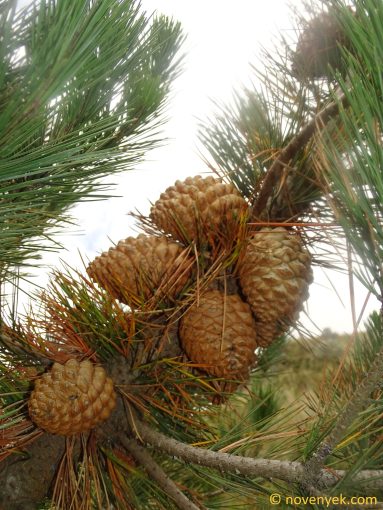 Image of plant Pinus radiata