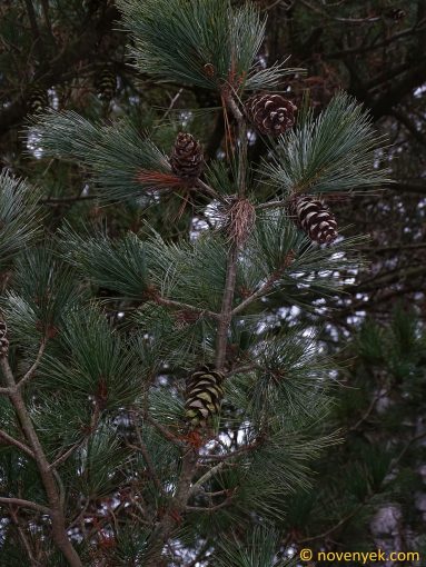 Image of plant Pinus strobus