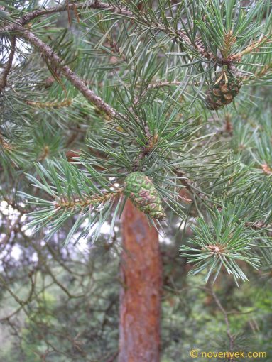 Image of plant Pinus sylvestris