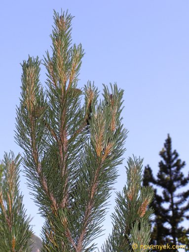Image of plant Pinus uncinata