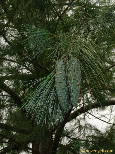 Image of plant Pinus wallichiana