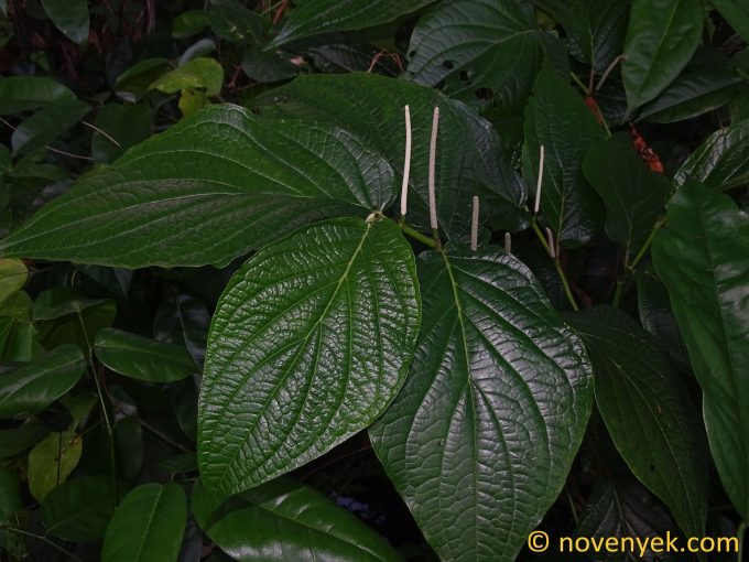Image of plant Piper dilatatum