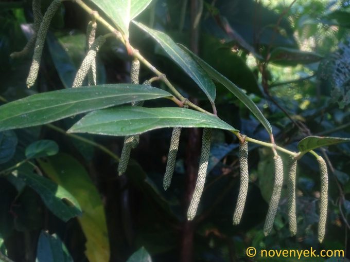 Image of plant Piper falculispicum