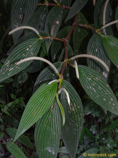 Image of plant Piper lanceifolium