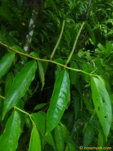 Image of plant Piper secundum