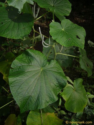 Image of plant Piper umbellatum