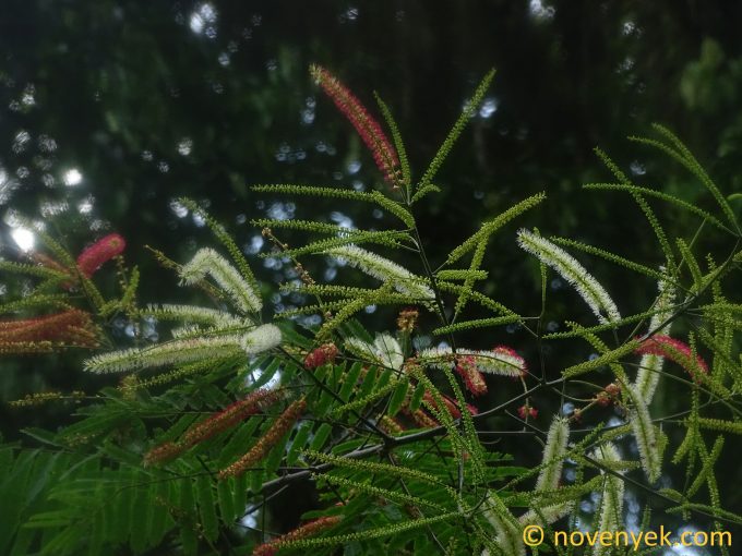 Image of plant Piptadenia pteroclada