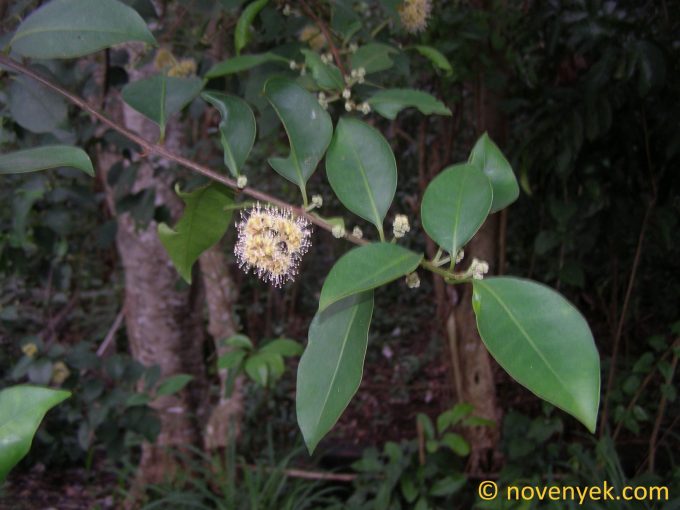 Image of plant Pisonia aculeata
