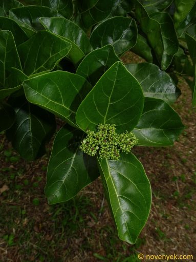 Image of plant Pisonia grandis