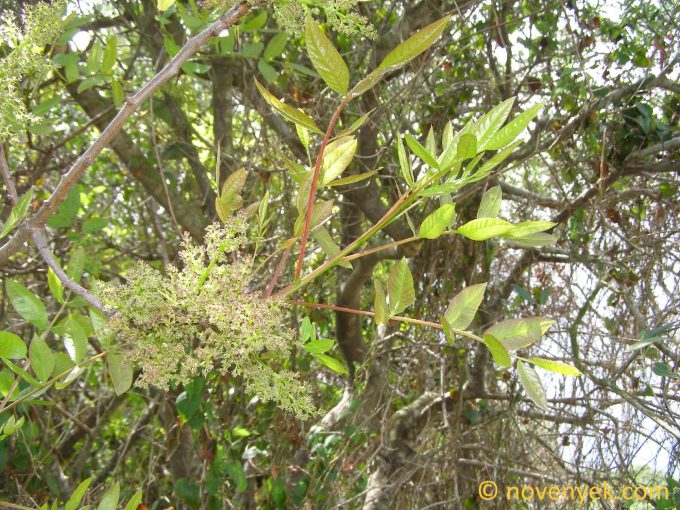 Image of plant Pistacia terebinthus