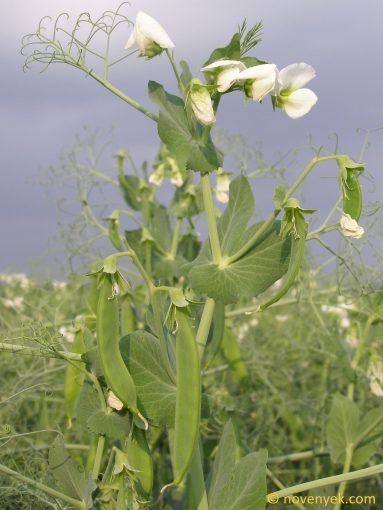 Image of plant Pisum sativum