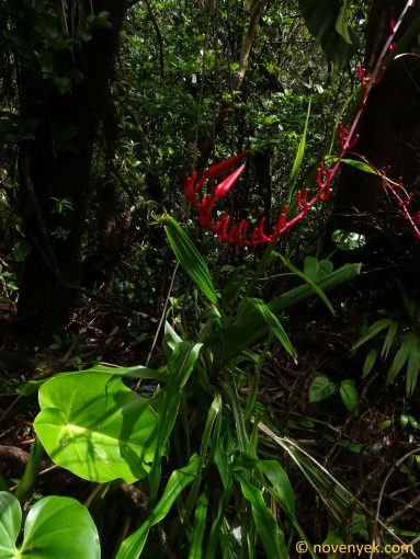 Image of plant Pitcairnia angustifolia