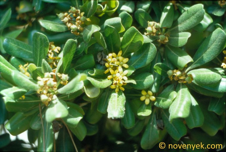 Image of plant Pittosporum tobira