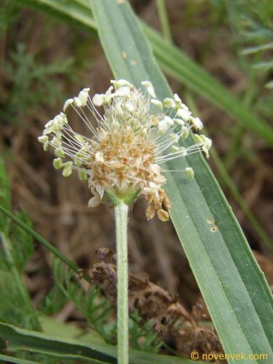 Image of plant Plantago lanceolata