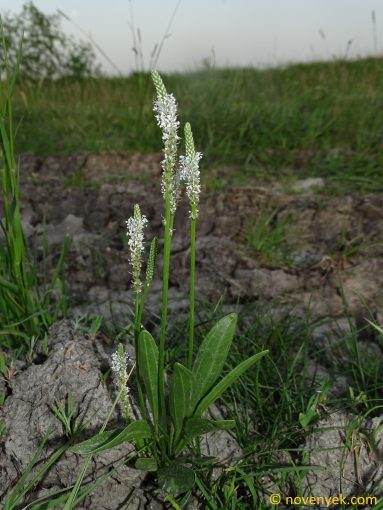 Image of plant Plantago schwarzenbergiana