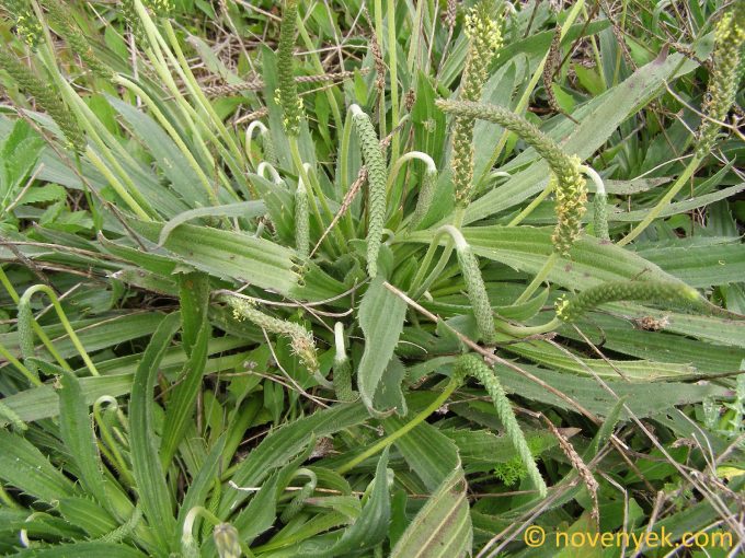 Image of plant Plantago serraria