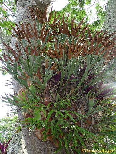 Image of plant Platycerium bifurcatum