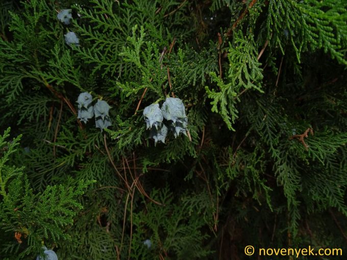 Image of plant Platycladus orientalis