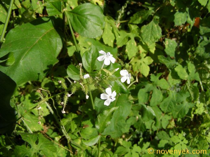 Image of plant Plumbago zeylanica