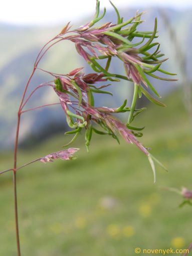 Image of plant Poa alpina