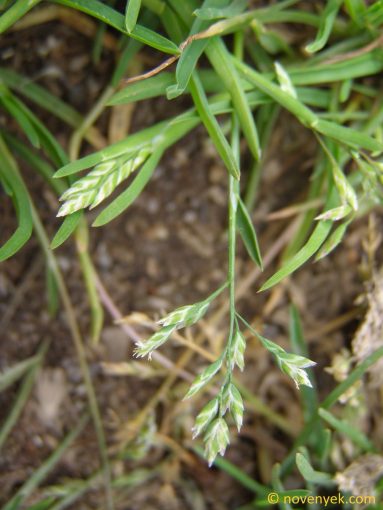 Image of plant Poa annua